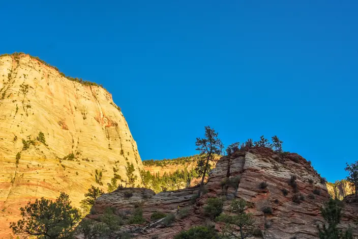 Morning light on a sandstone canyon wall, with pines along the ridge.
