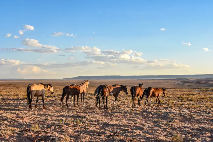 A band of wild horses grazing on open high-desert grassland at sunset.